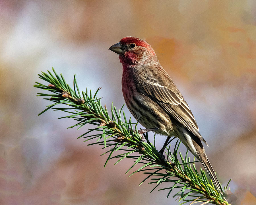 Bird On A Branch Photograph by Cathy Kovarik