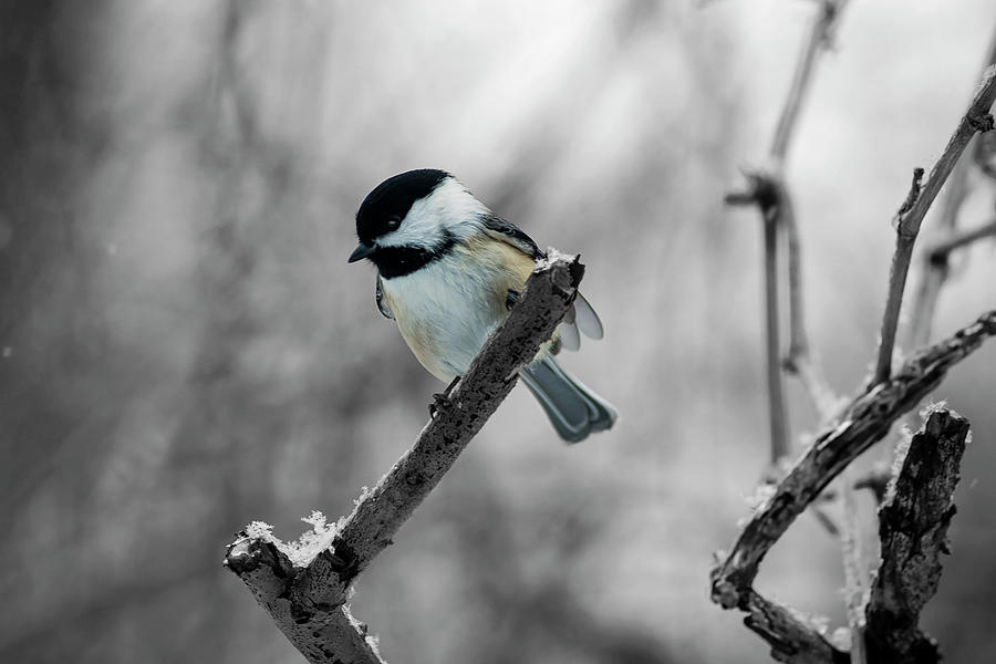 Bird on a Branch in Selective Colour Photograph by Nicola Nobile