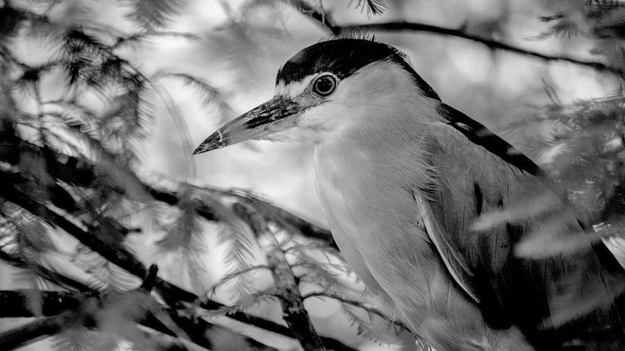 Bird On A Branch Photograph