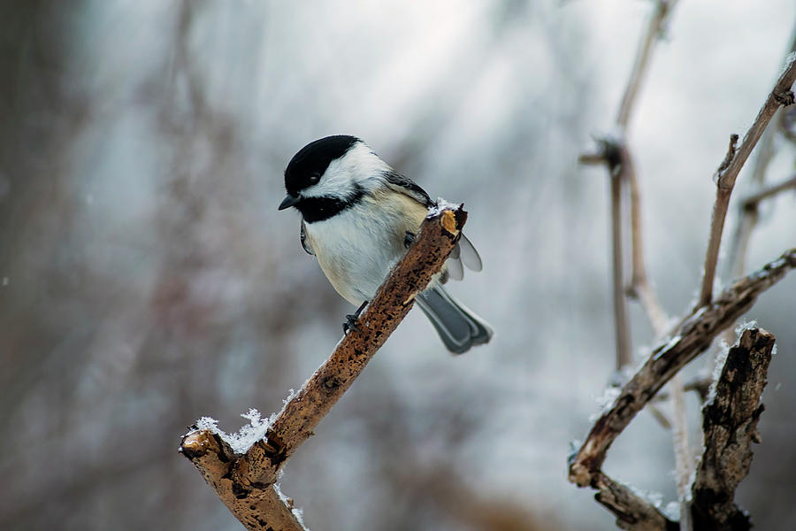 Bird on a Branch Photograph by Nicola Nobile