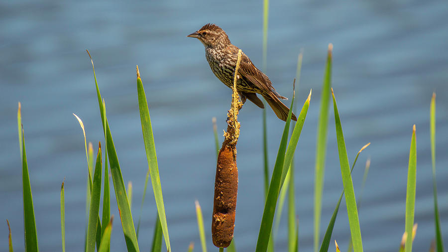 Bird on a Cattail Bulrush Photograph by Jens Larsen