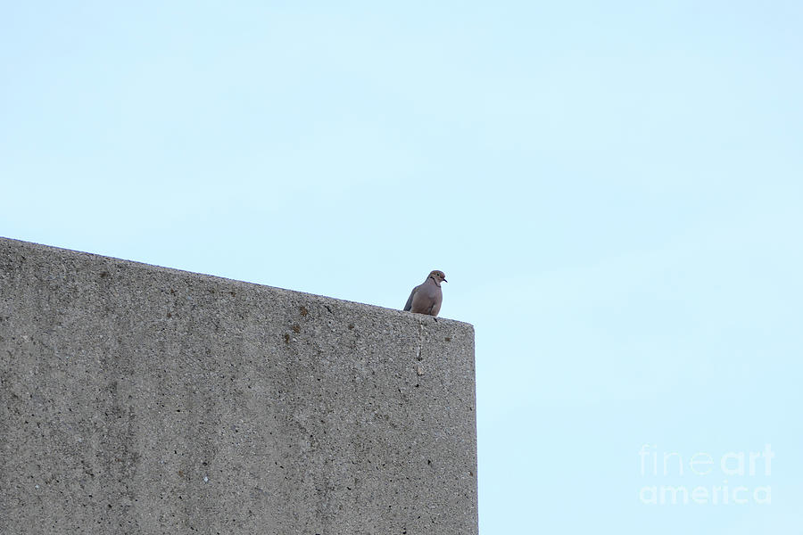 Bird on a Corner Photograph by Bentley Davis