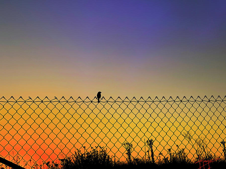 Bird On A Fence At Sunset Painting by DC Langer