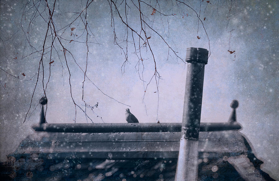 Bird on a Roof Top Photograph by Sandra Selle Rodriguez