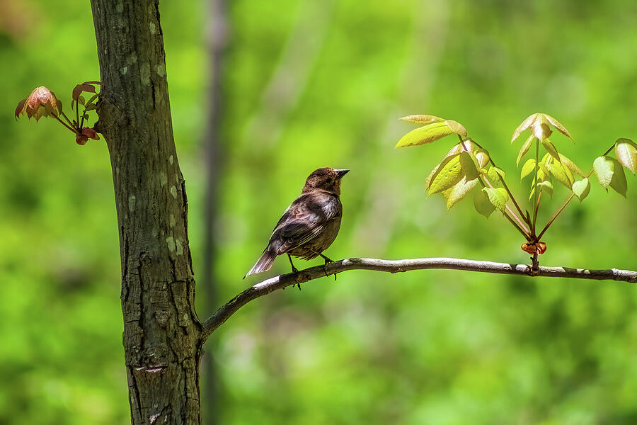 Bird On A Springtime Branch Photograph