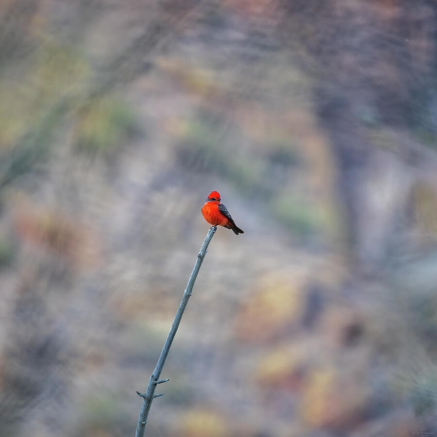 Bird on a Stick Photograph by Rick Furmanek