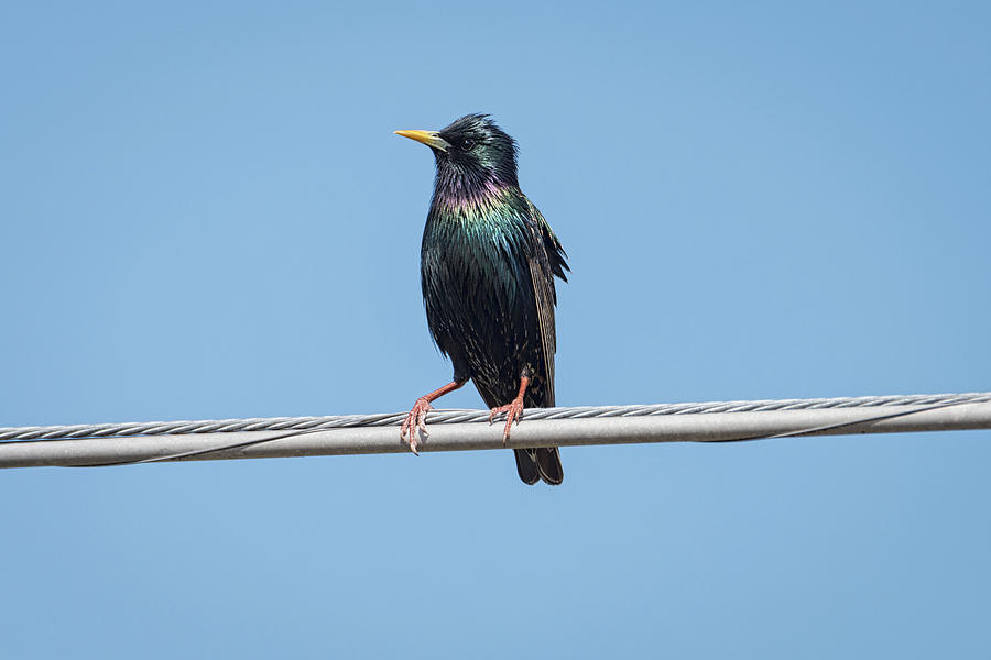 Bird On A Wire European Starling  Photograph by Debra Martz