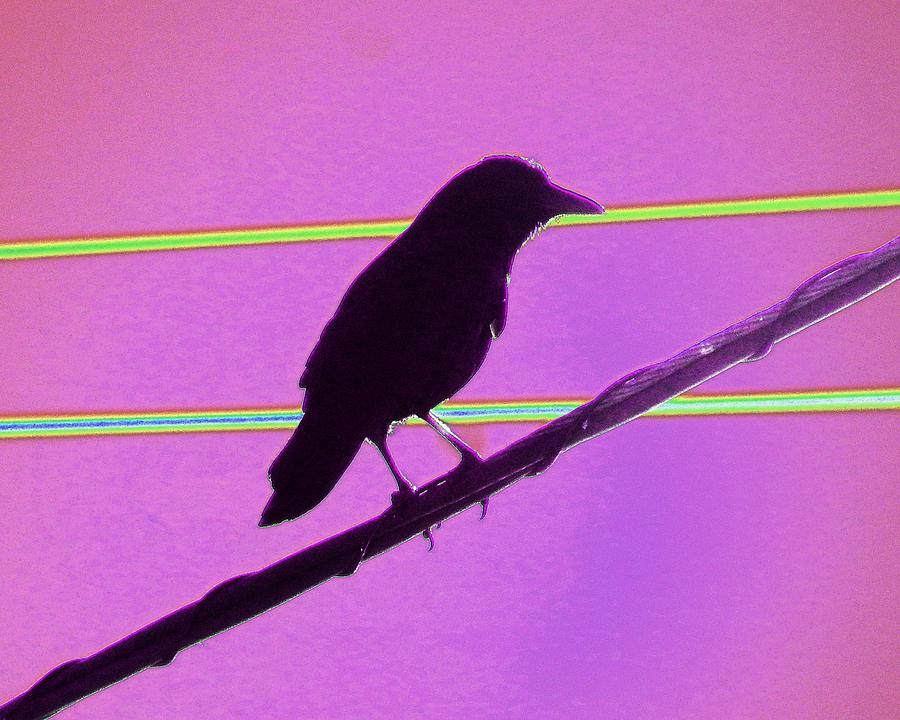 Bird On A Wire - Fuschia Photograph by Andrew Lawrence