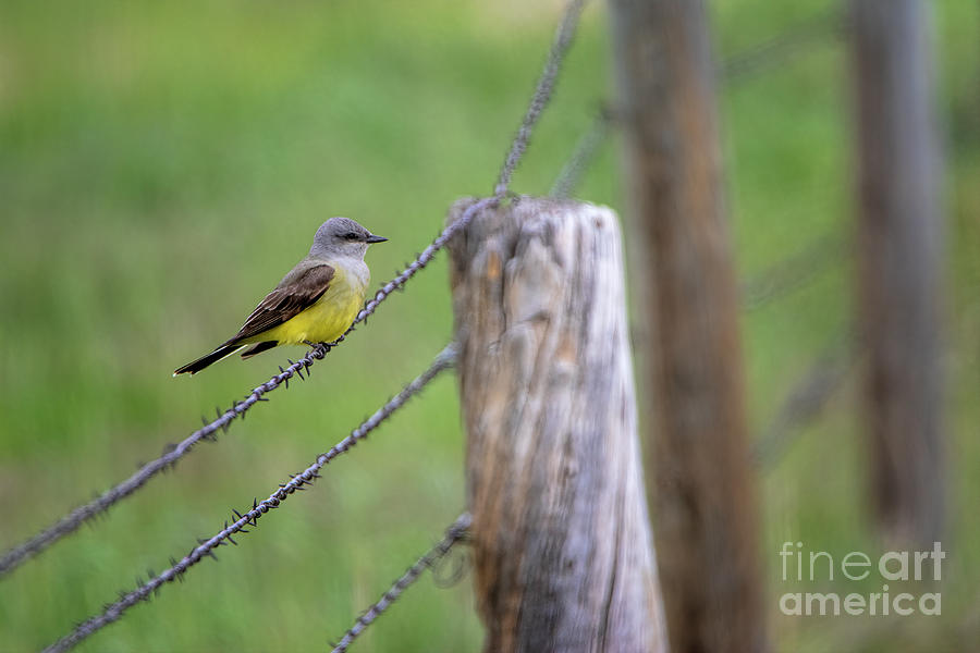 Bird on a Wire Photograph by Jim Garrison
