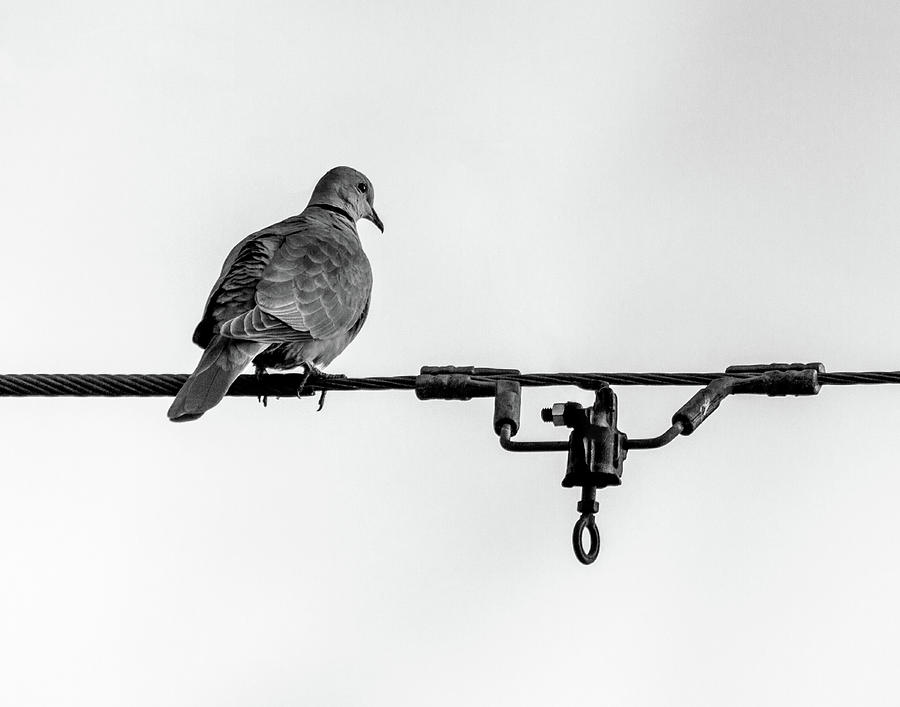Bird On A Wire Photograph by Ken Frischkorn