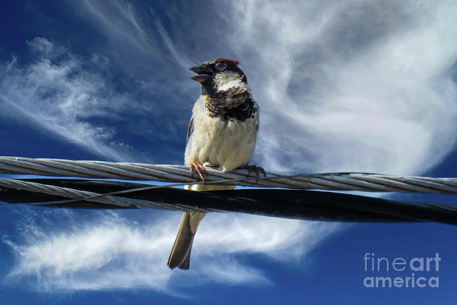 Bird on a Wire Photograph by Kevin Fortier