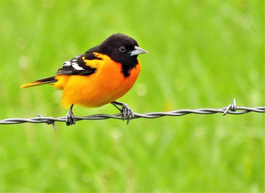 Bird Photograph - Bird on a Wire  by Lori Frisch