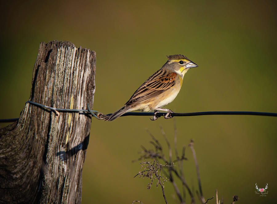 Bird on a Wire Photograph by Pam Rendall