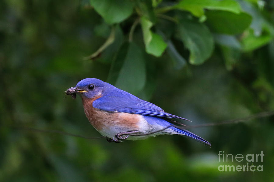 Nature Photograph - Bluebird on a Wire by Rosanna Life