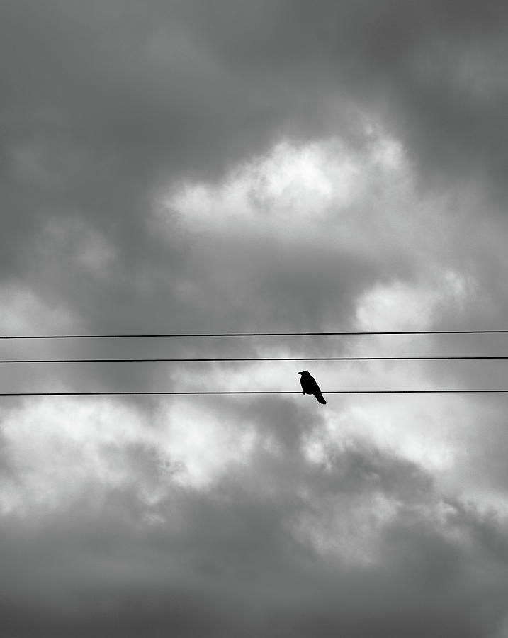 Bird on a wire Photograph by Staffan Jonsson | Fine Art America