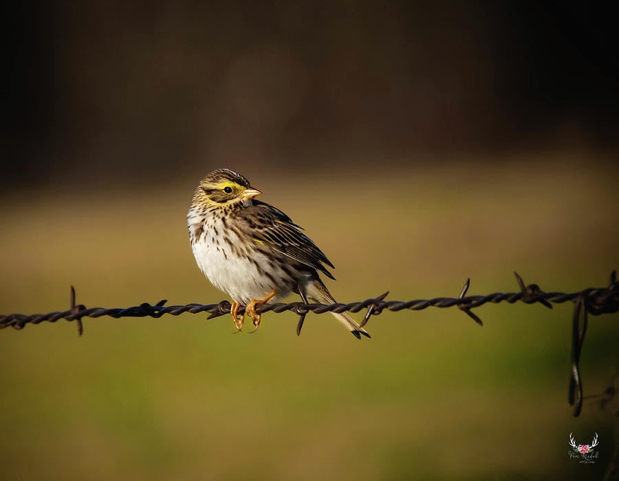 Bird on Barbed Wire Photograph by Pam Rendall