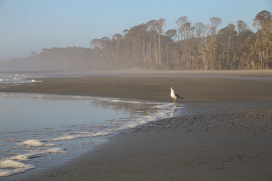 Bird On Beach Photograph