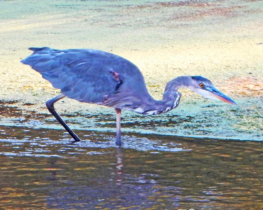 Bird on Bended Knee Photograph by Andrew Lawrence | Fine Art America