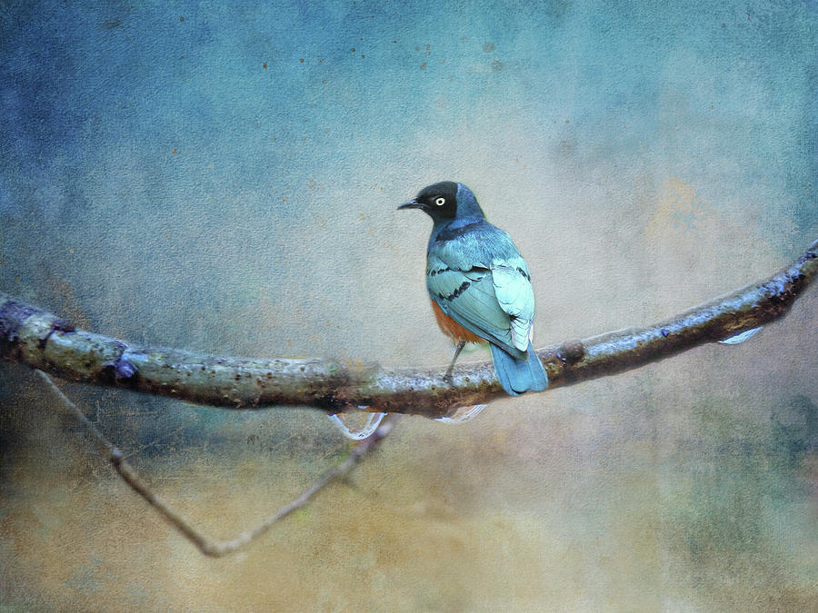Bird on Branch Digital Art by Terry Davis