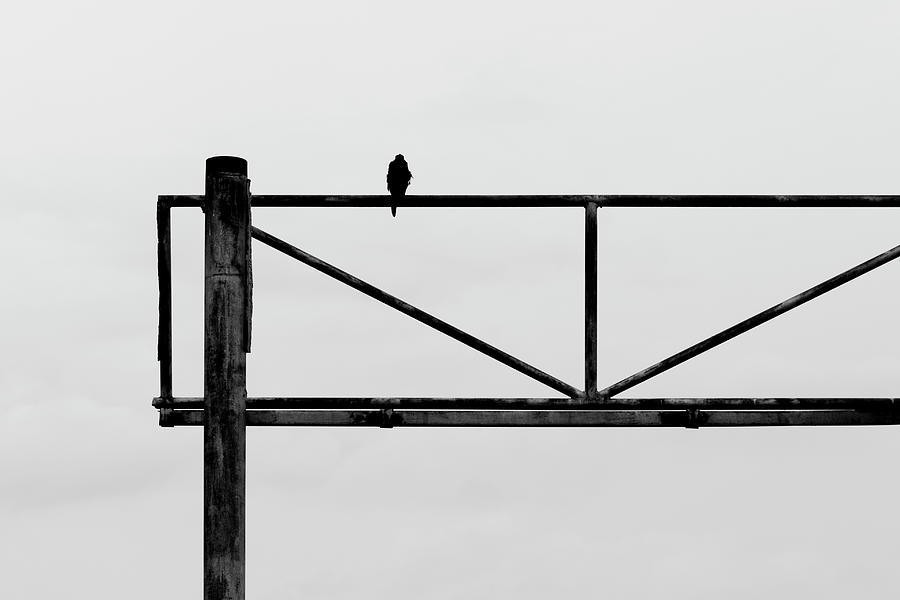 Bird Resting on Disused Sign Photograph by Stuart Allen