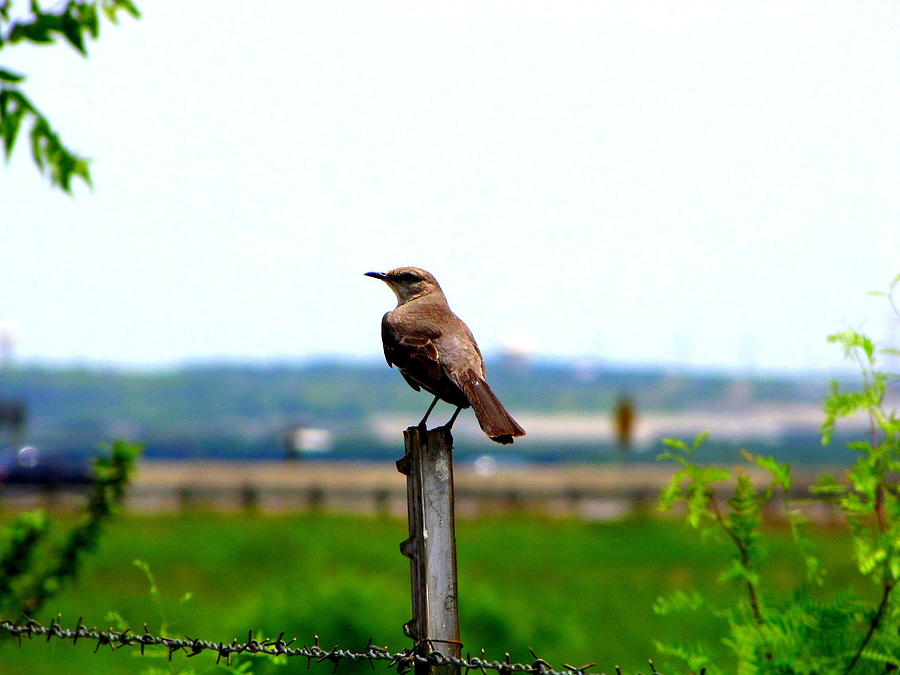 Bird on Fence post Photograph by Don Varney