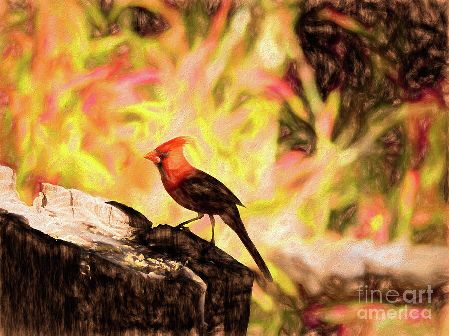 Cardinal Photograph - Bird on Fire by Gary Richards