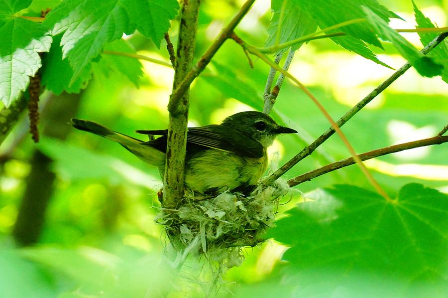 Bird on Nest Photograph by Steven Clipperton