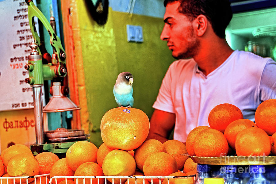 Bird on Orange Photograph by Tom Watkins PVminer pixs