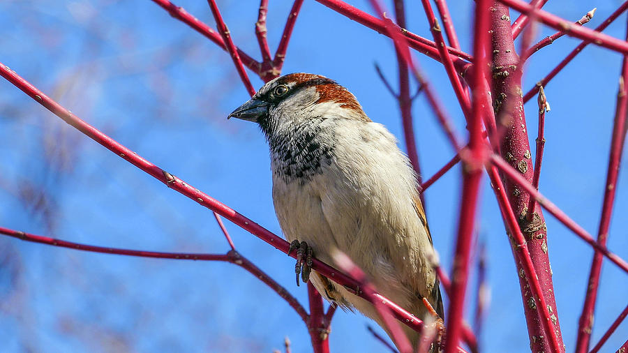 Bird on Red Branches Photograph by David Morehead