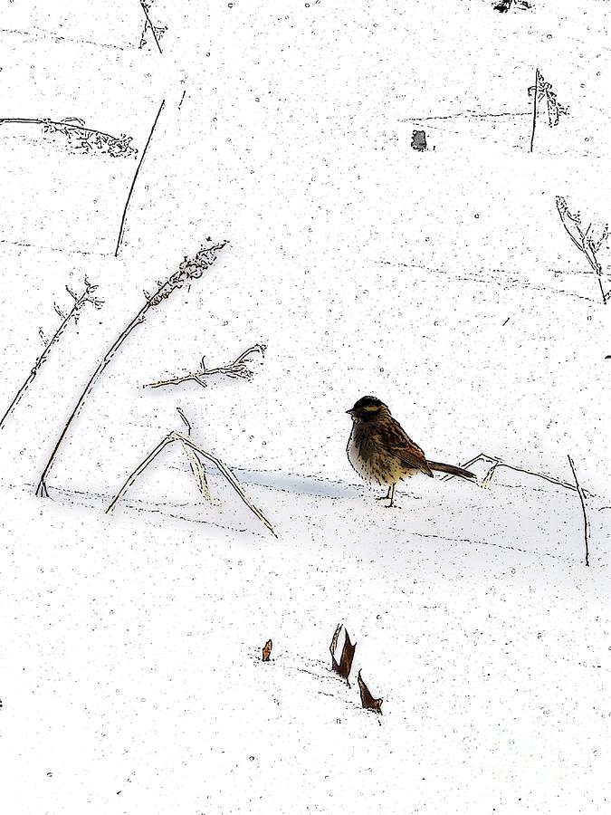 Bird on Snow Photograph by Craig Walters