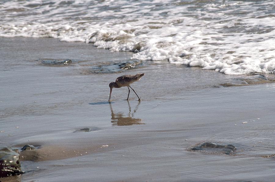 Bird on the Beach Photograph by Beverly Read
