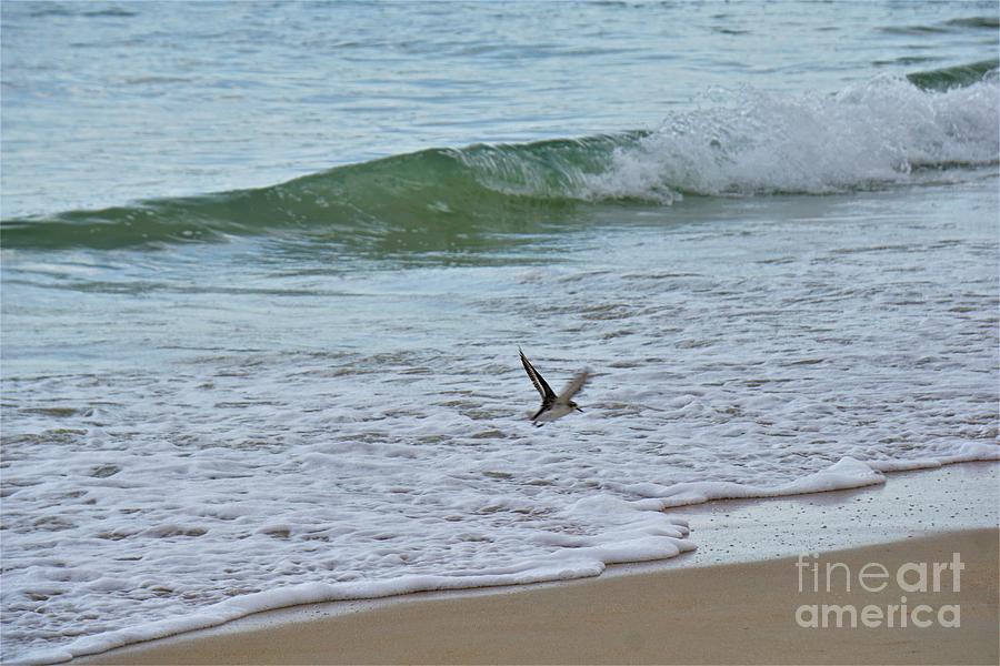 Bird on the Beach Photograph by Jimmy Clark