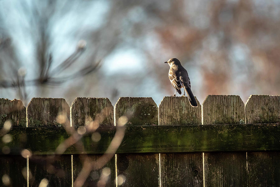 Bird on the Fence Photograph by Dorothy Cunningham