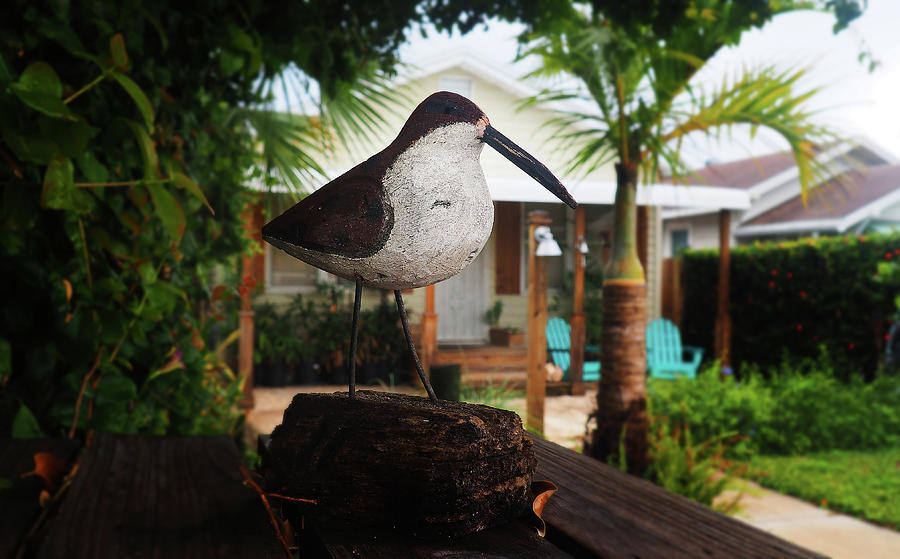 Bird on the fence Photograph by Luz Resto Bird on the fence Photograph by Luz Resto