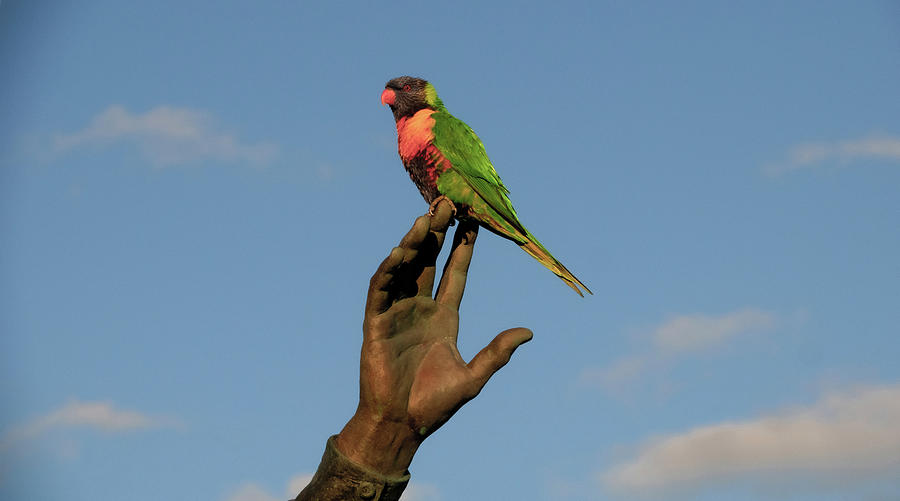 Bird on the Hand Photograph by Leigh Henningham