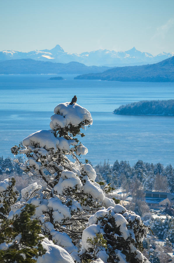 Bird on top of snowy tree, Bariloche, Patagonia Photograph by Marcos Radicella
