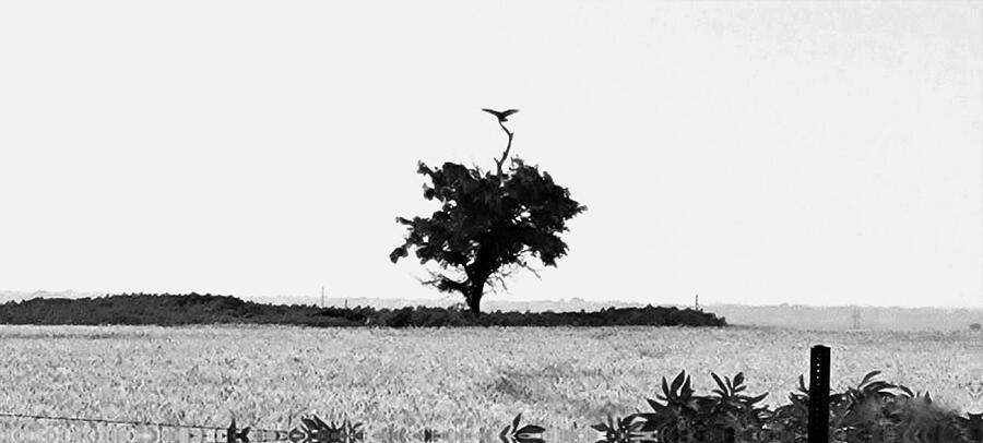 Bird On Tree Photograph by Ally White Bird On Tree Photograph by Ally White