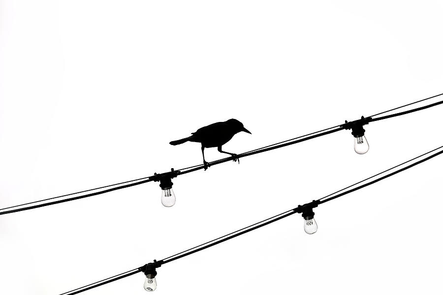 Bird on Wire of Lightbulbs Photograph by Marilyn Hunt