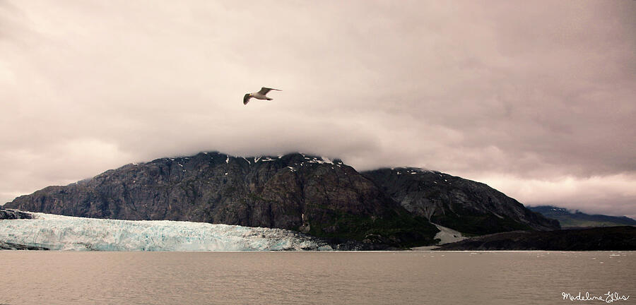 Mountain Photograph - Bird over Alaska Glacier by Madeline Ellis