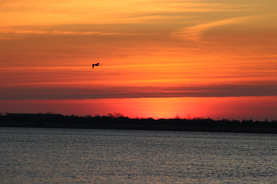 Bird Over The Fire Island Inlet At Sunrise Photograph