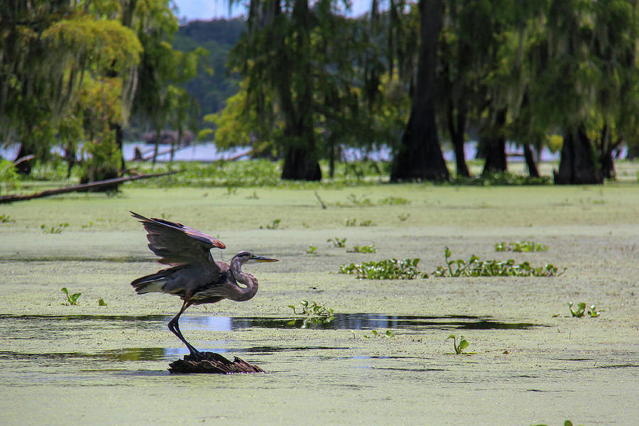 Great Blue Heron Ready For Take Off In Louisiana Swamp Photograph