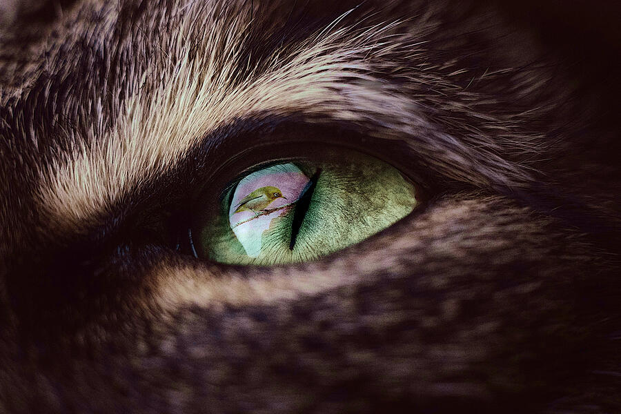 Bird Reflecting in a Cats Eye Mixed Media by Shelli Fitzpatrick