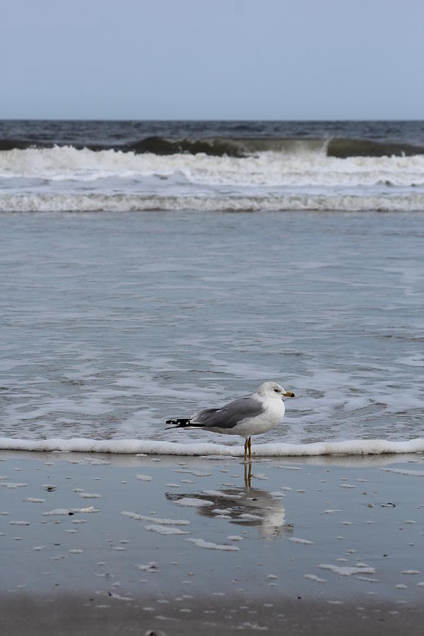 Bird reflection by the beach Florida Photograph by Habib Ayat