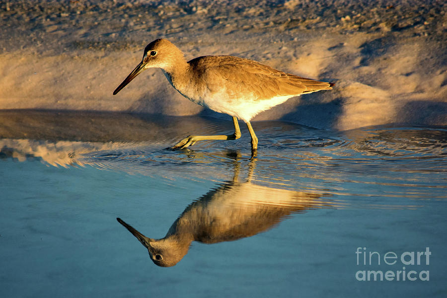 Bird Reflection on the Beach Photograph by Beachtown Views