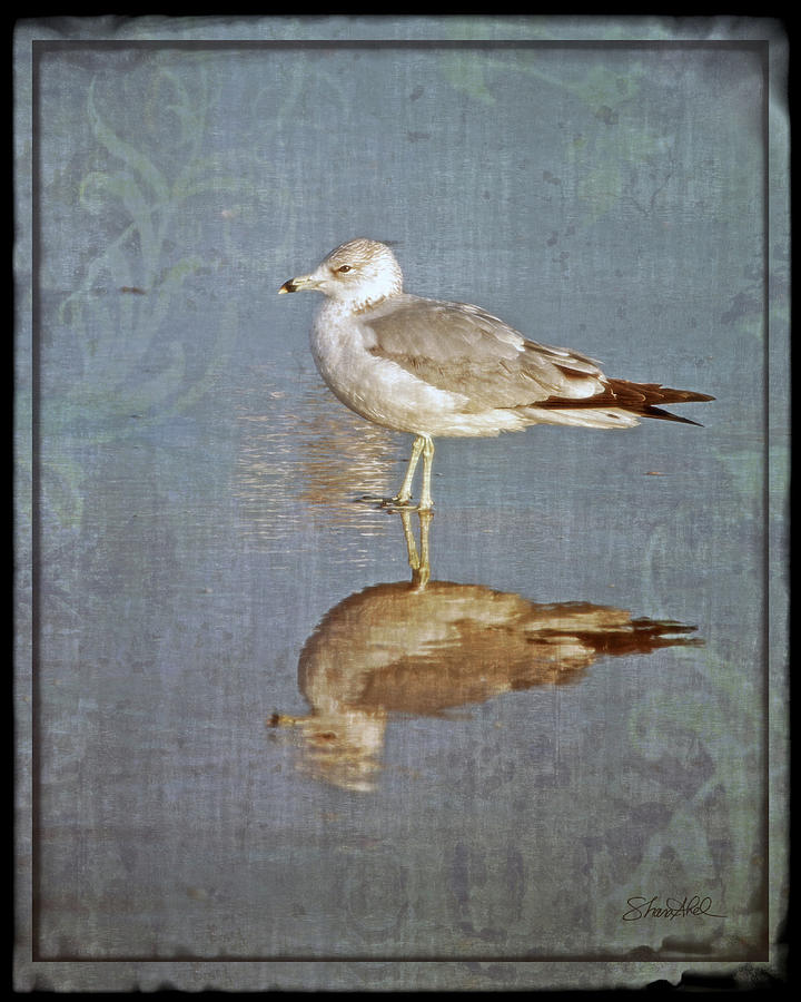 Bird Reflection Photograph by Shara Abel