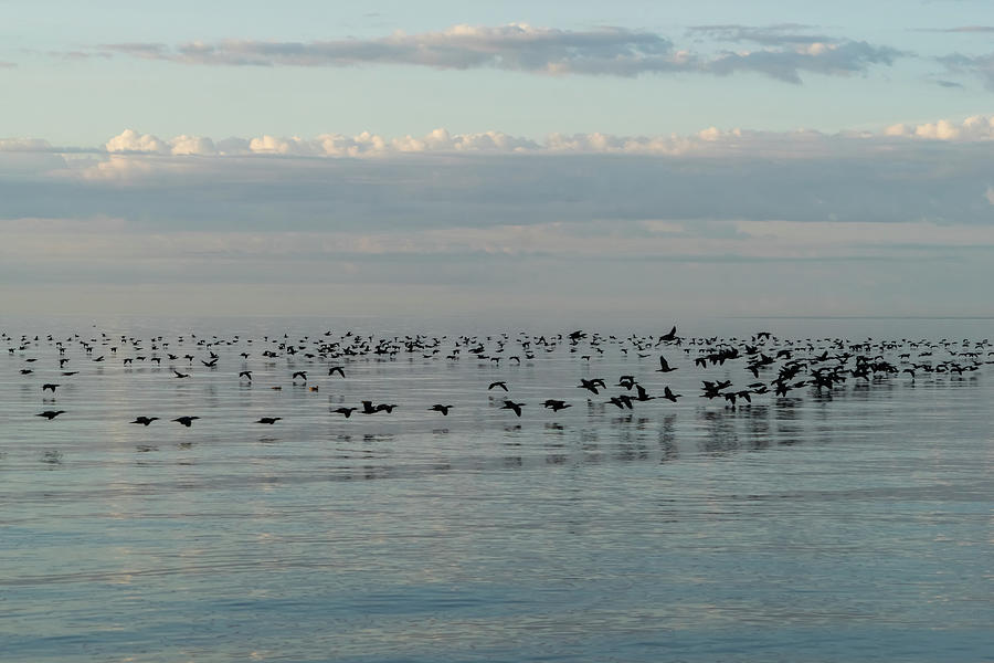 Bird Ribbons in Black and Blue - Cormorant Flocks and Ripple Patterns Photograph by Georgia Mizuleva