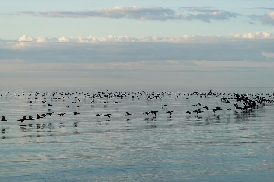 Bird Ribbons in Black and Blue - Cormorant Flocks and Ripplet Patterns Photograph by Georgia Mizuleva