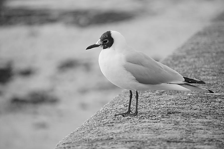 Bird Seagull Tern Black And White Photograph by Mona Master - Fine Art ...