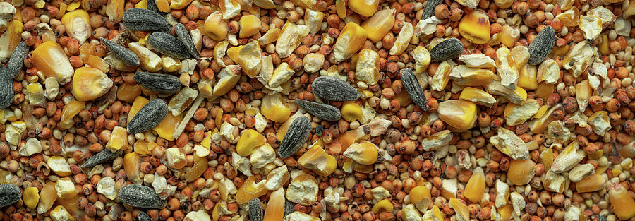 Bird Seed Mix Panorama Photograph by Steve Gadomski