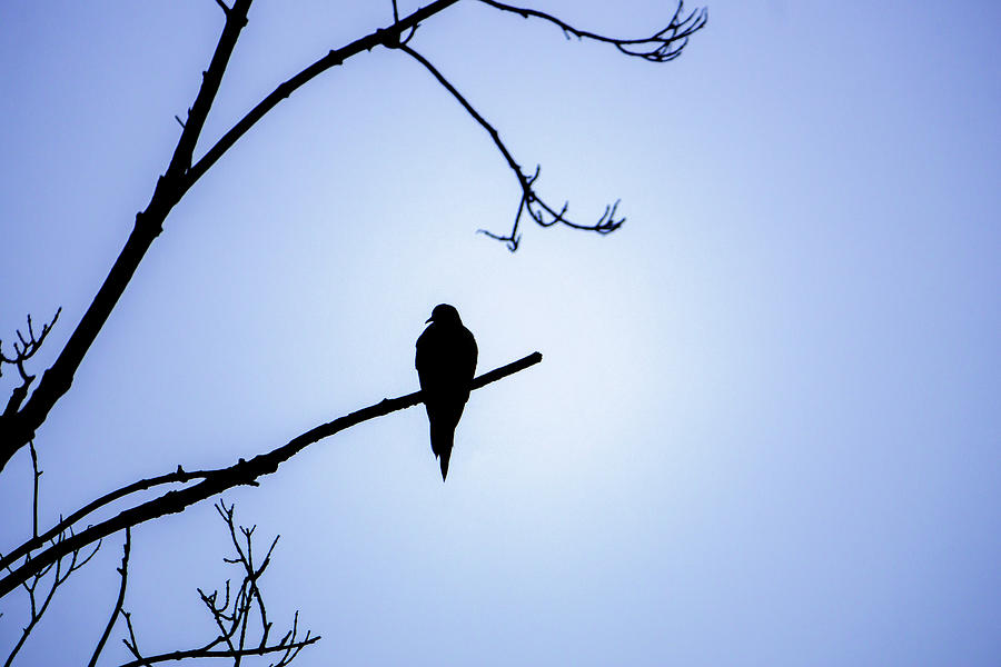 Mourning Dove Silhouette - Blue Skies Photograph by Jason Fink